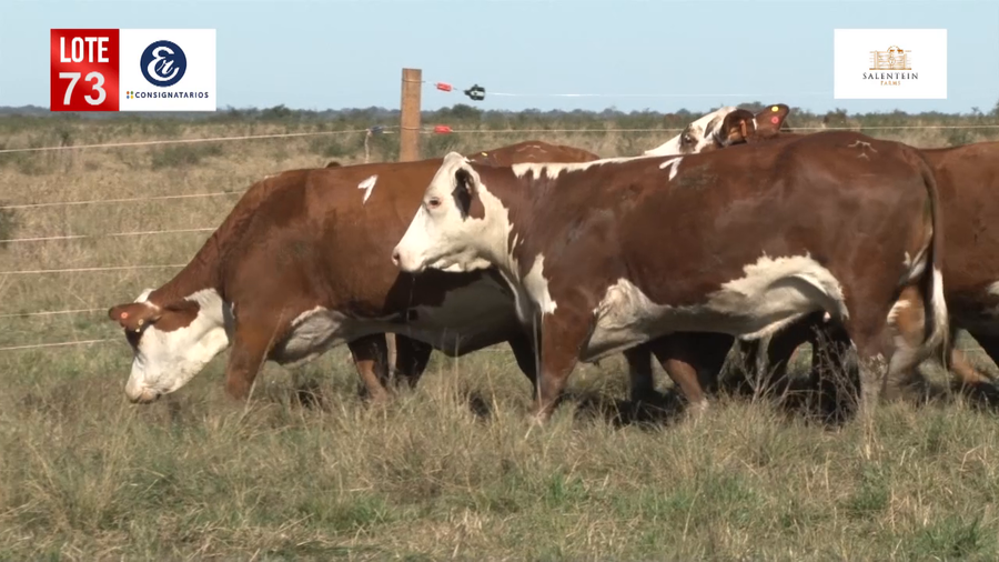 Lote Vacas Braford Generales-S´16/17/18 Parición Octubre/Noviembre 2022