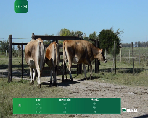 Lote VAQUILLONAS PROXIMAS