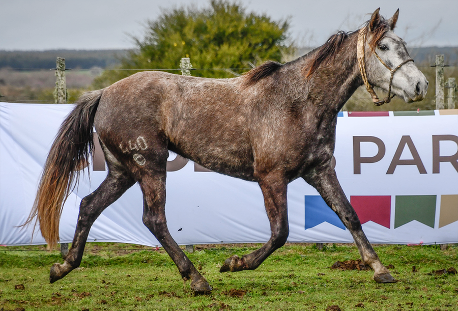 Lote GATUBELA LA FLECHILLA