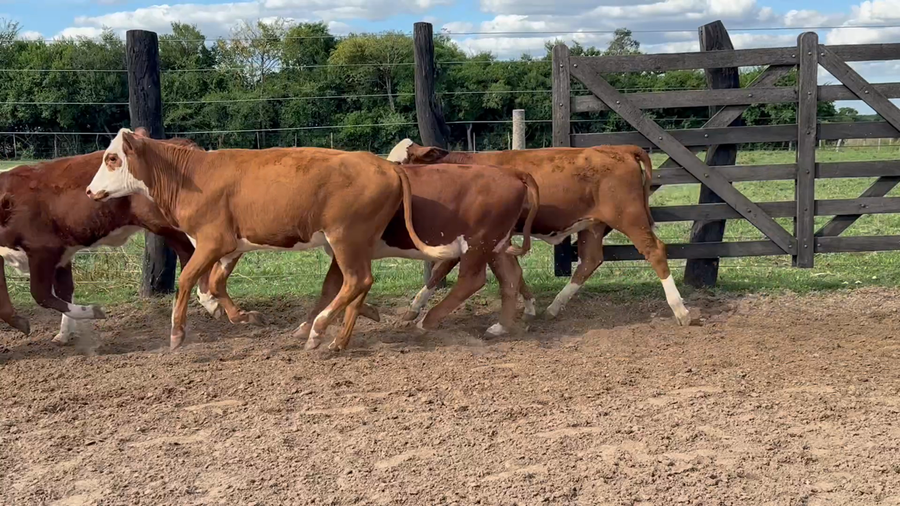 Lote 120 Terneras