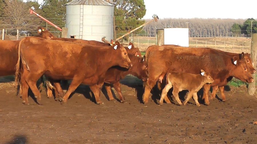 Lote VAQUILLONAS ANGUS PC PARICION AGO/SEP/OCT