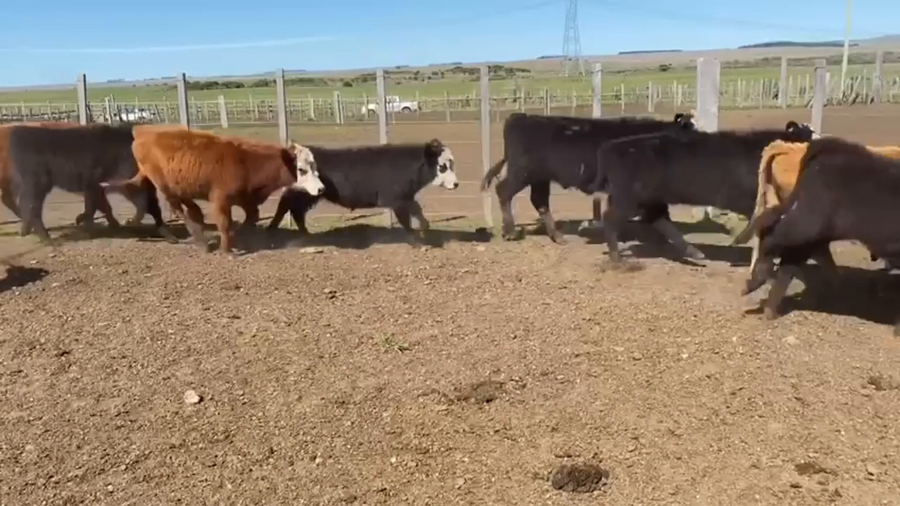 Lote Terneros