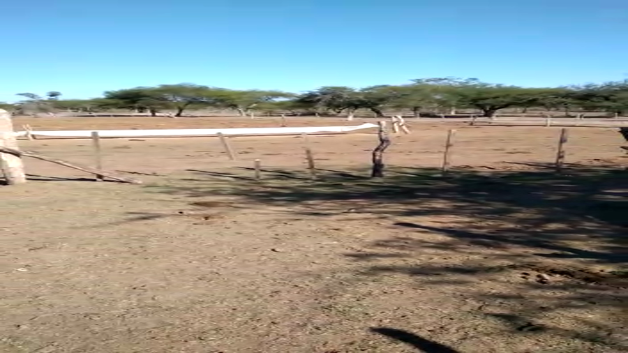 Lote 32 Vacas de invernar en San José de Feliciano, Entre Ríos