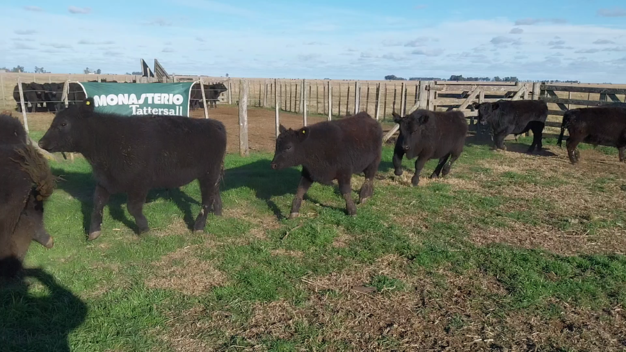 Lote 30 Terneros EN ITURREGUI