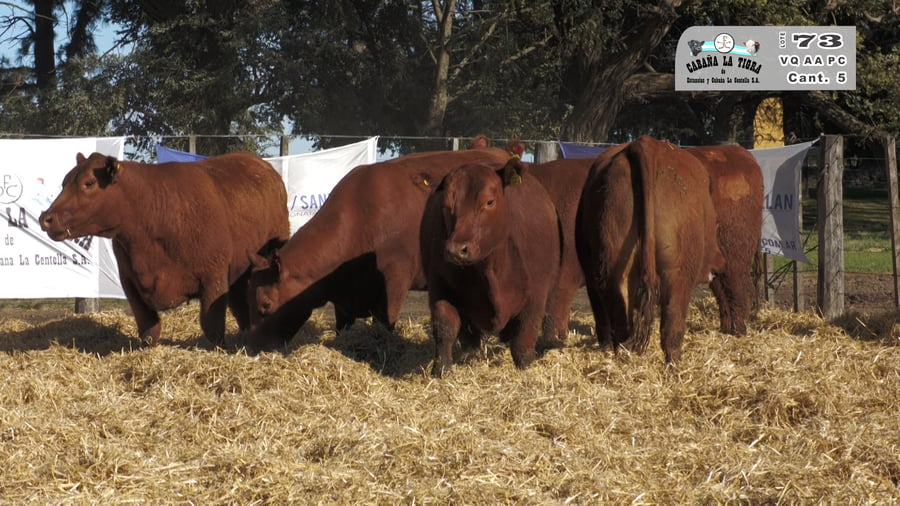 Lote VAQUILLONAS PC PARICION OTOÑO