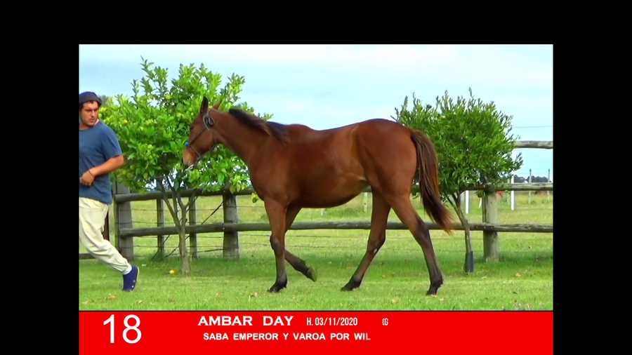 Lote AMBAR DAY