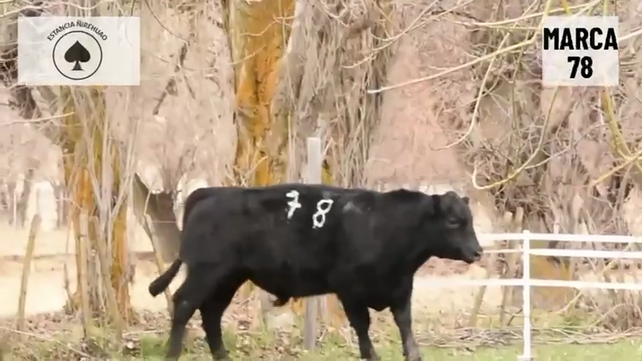 Lote 1 Toro