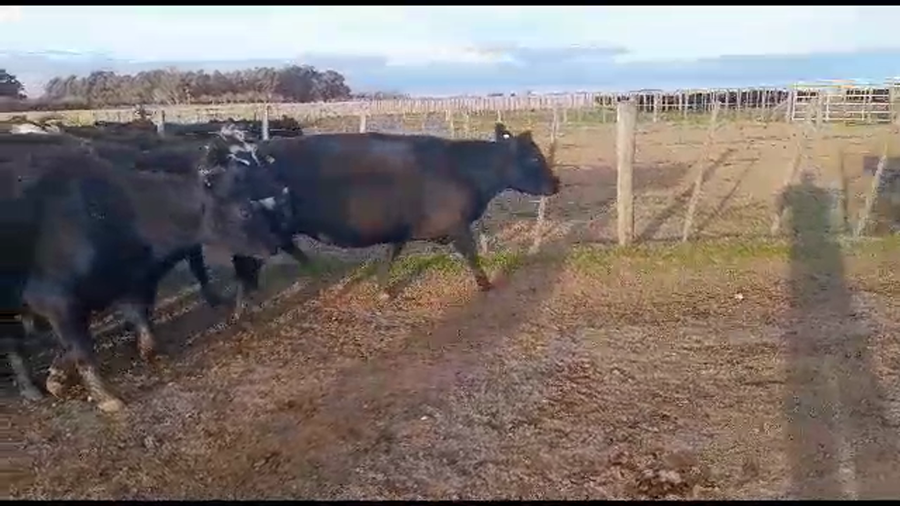 Lote 22 Vacas CUT preñadas en Benito Juárez, Buenos Aires