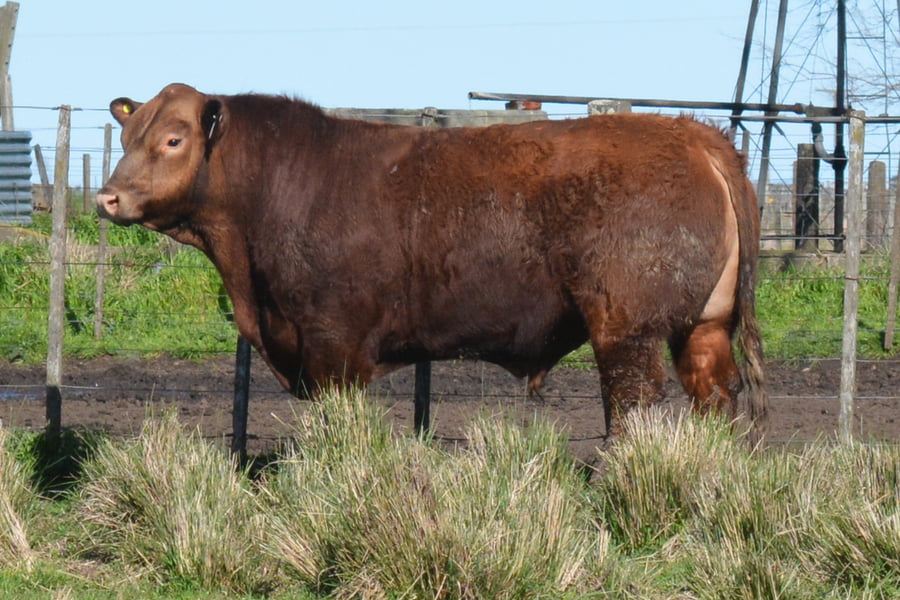 Lote Toros PC