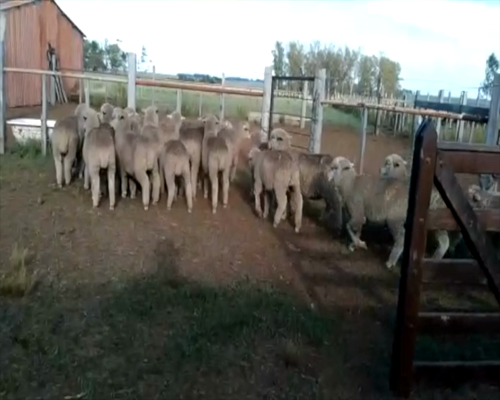 Lote CORDEROS