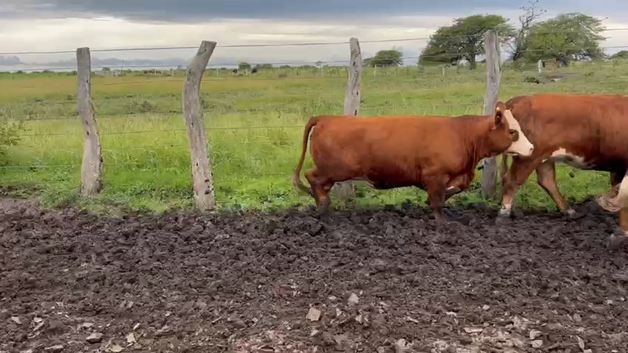 Lote 48 Vaquillonas C/ gtia de preñez