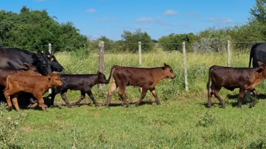 Lote 48 Vaquillonas C/ cria