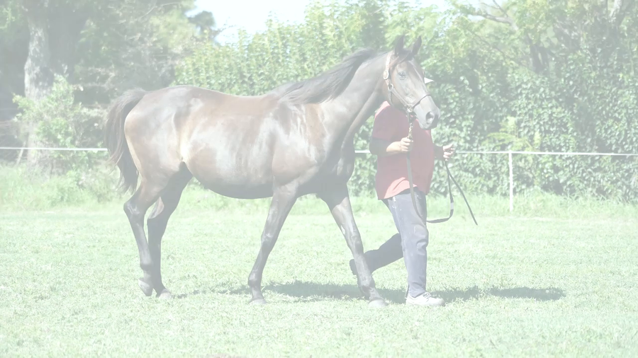 Lote MARIONETA MORA (GRAND REWARD - ESTUDIANTINA) Preñez por NICHOLAS
