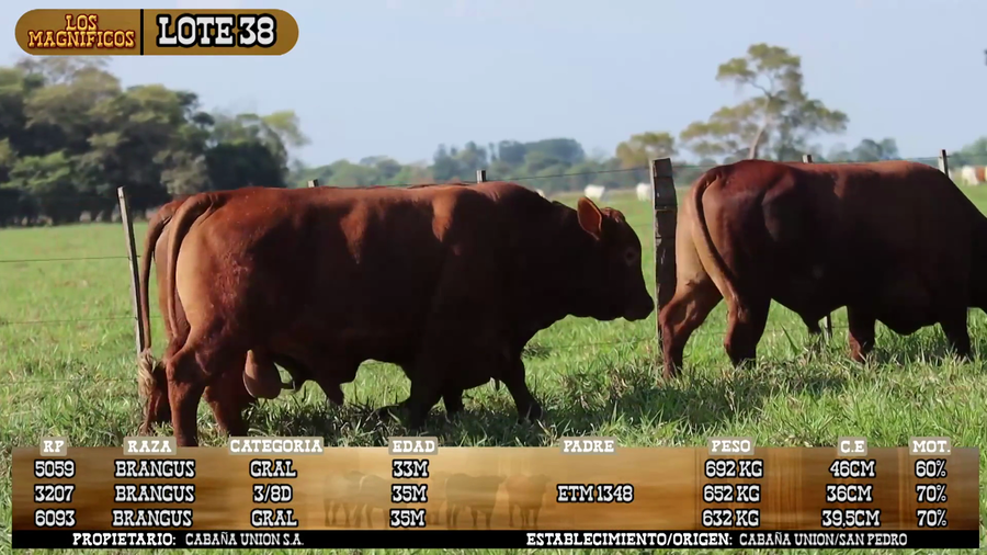 Lote LOTE 38- POR PANTALLA