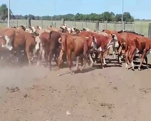 Lote 70 Terneros/as en Federal, Entre Ríos