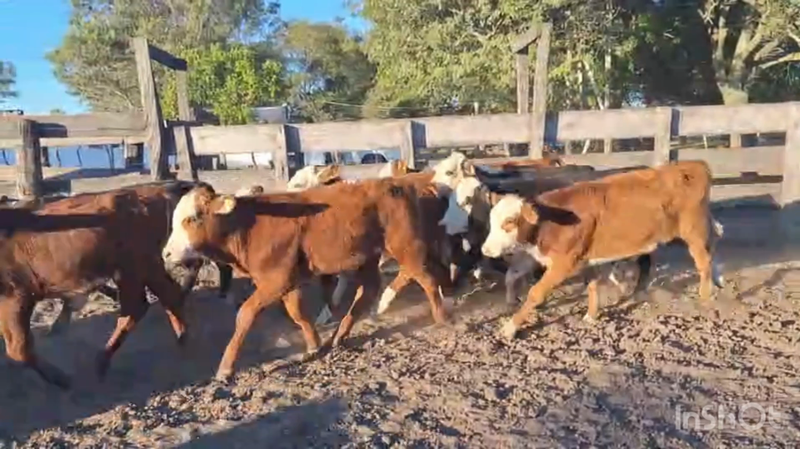 Lote 67 Terneros/as en Corrientes, Saladas