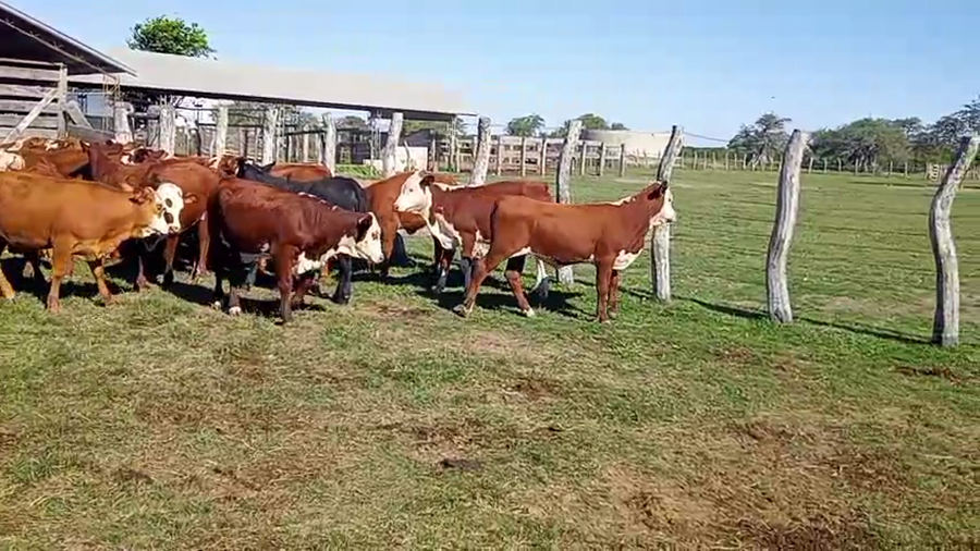 Lote 65 Terneras