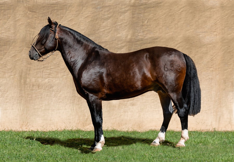 Lote COMEDIDO CALA BASSA RP 653