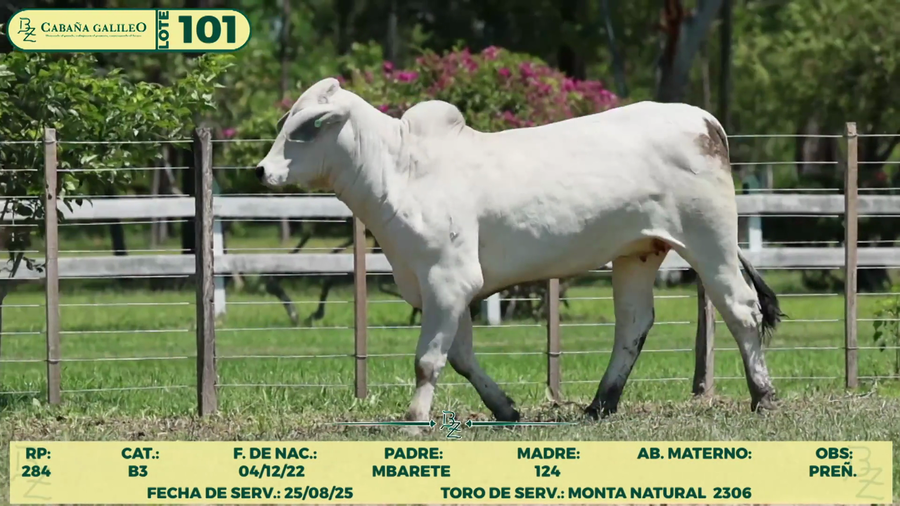 Lote LOTE 101