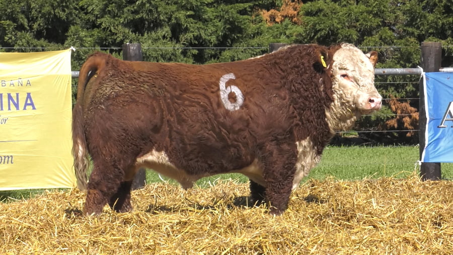 Lote TOROS P. HEREFORD PURO REGISTRADO