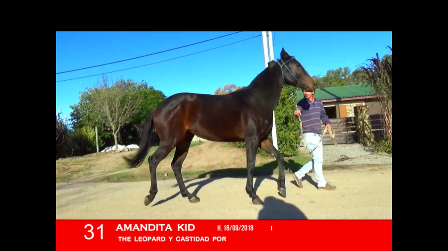 Lote AMANDITA KID