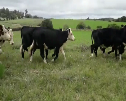 Lote Novillos y Vaquillonas