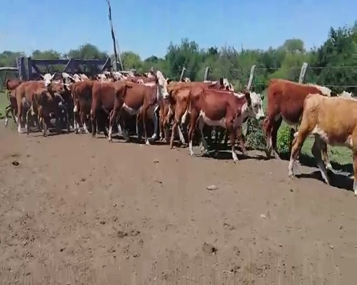 Lote 75 Terneros/as en Entre Ríos, Federal