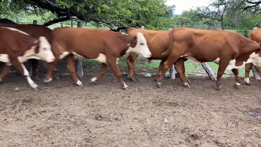 Lote 110 Novillos en Perugorría, Corrientes