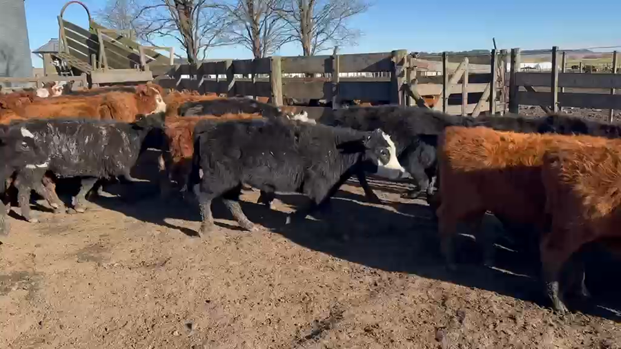 Lote 65 Terneras en Buenos Aires, Azul