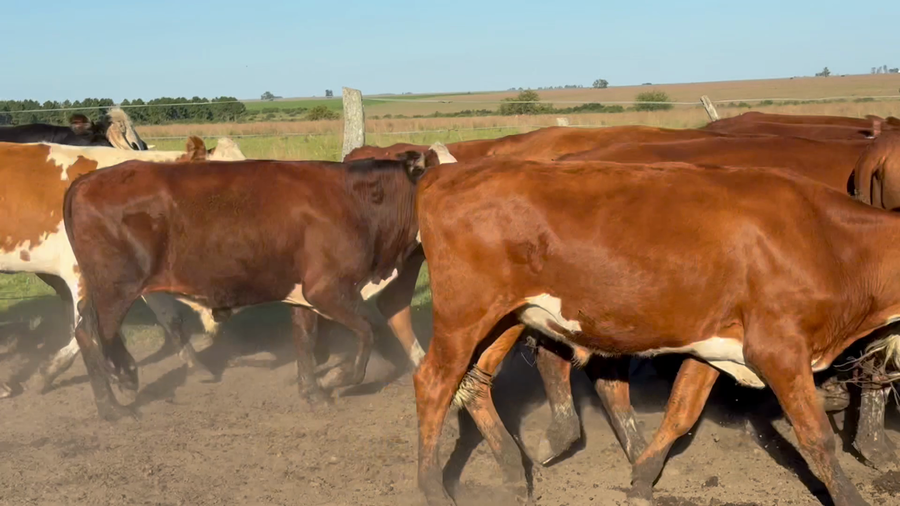 Lote 42 Novillos