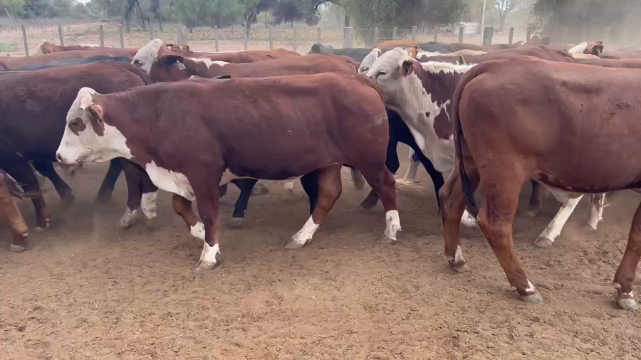 Lote 120 Novillos en Juan José Castelli, Chaco