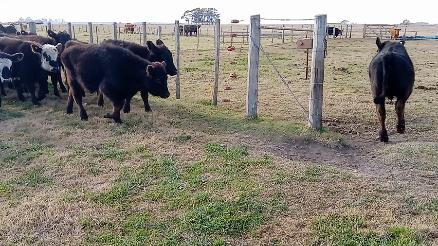 Lote 60 Terneros/as en Salazar, Buenos Aires