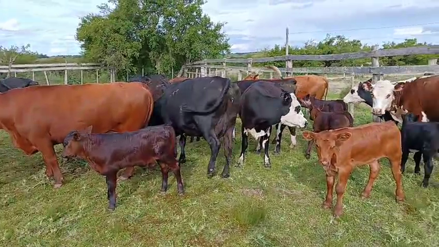 Lote 72 Piezas de cría a remate en Pantalla Camy, San José