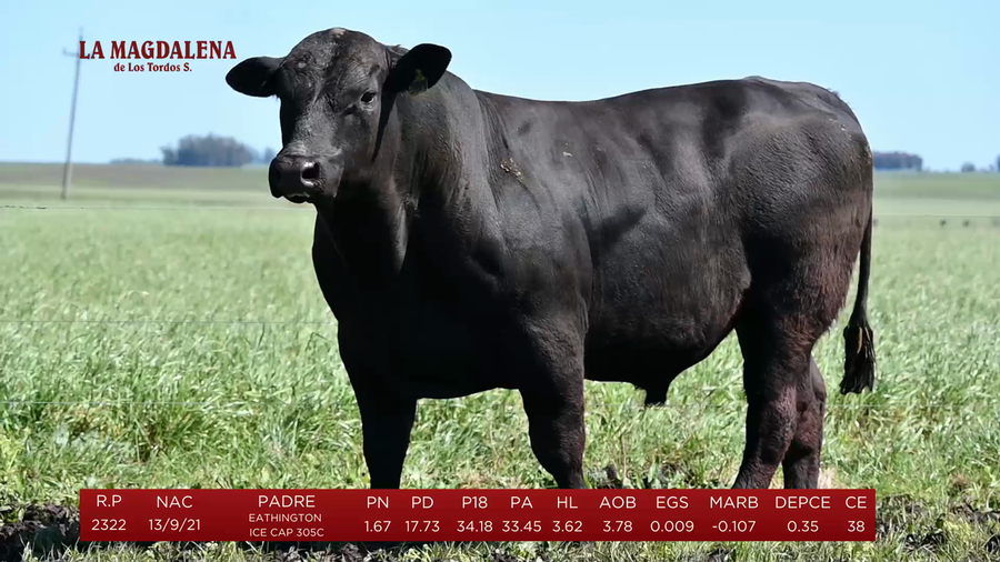 Lote Toros a remate en La Magdalena y San Carlos, Artigas