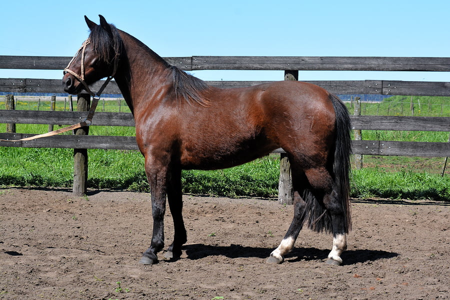 Lote BALLENERA TENAZA