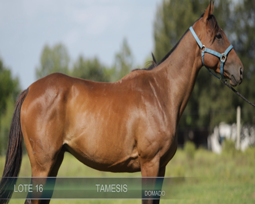 Lote TAMESIS