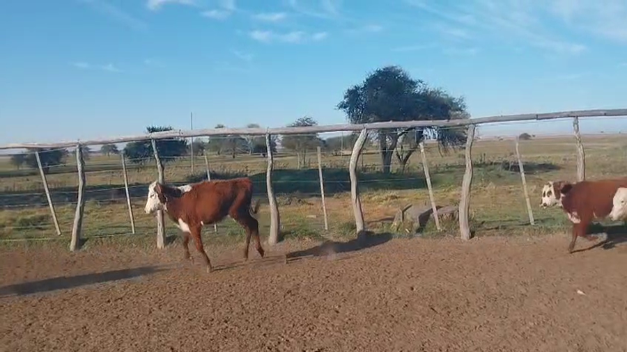 Lote 260 Terneras en Corrientes, Paso de Los Libres