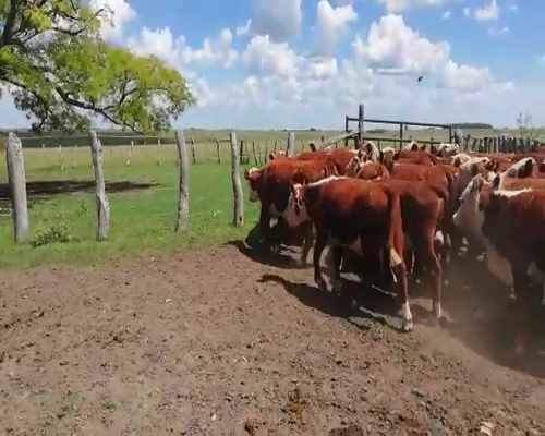 Lote 70 Terneros/as en Concordia, Entre Ríos