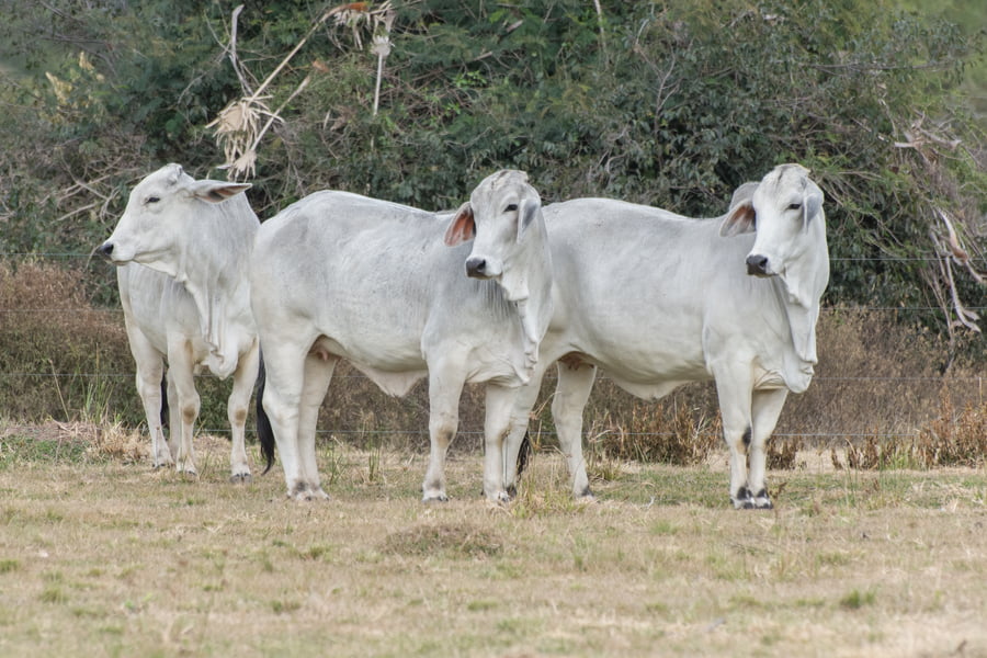 Lote Vaquillonas Preñadas Cabaña Don Tomas (24)