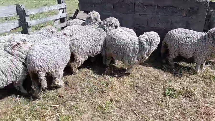 Lote 10 Corderos a remate en Pantalla Camy 35kg - , San José