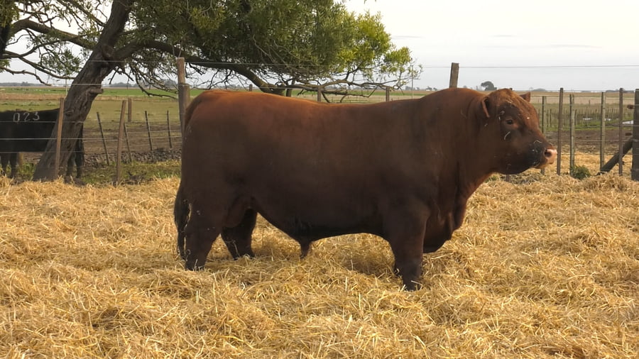 Lote Toros PC Colorados