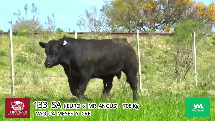 Lote Toros a remate en Angus el Rebenque  en Asociación Rural de Florida