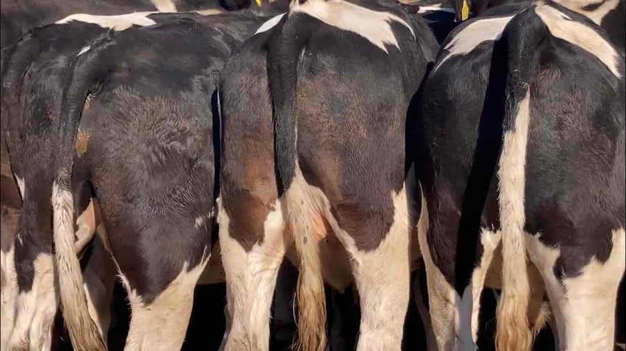 Lote 20 Novillo Gordo en Melipilla, Región Metropolitana