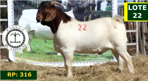 Lote CAPRINOS MACHOS 22