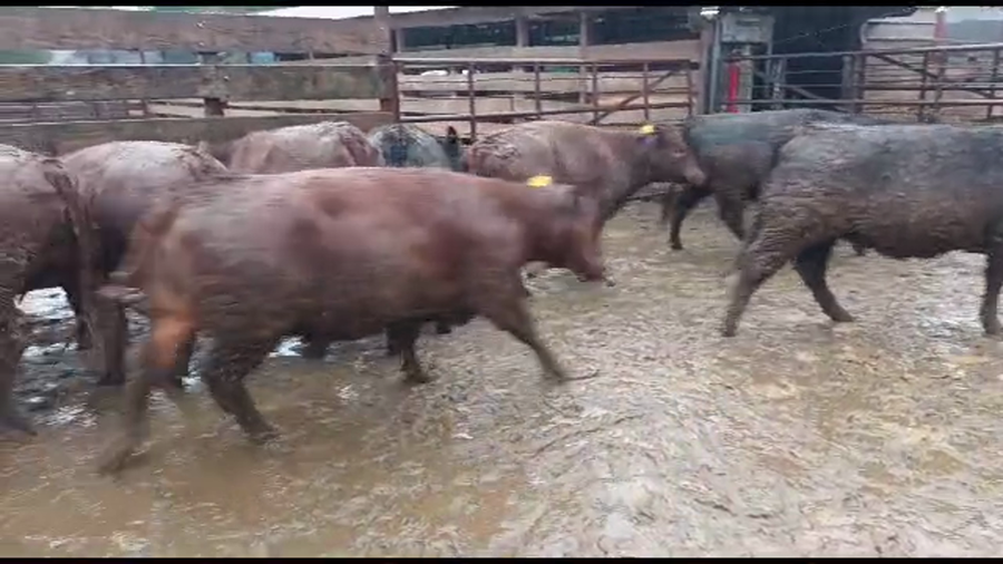 Lote 20 Vaquilla Gorda en Los Ángeles, VIII Región Biobío