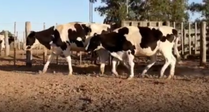 Lote 15 Vaquillonas en Col. San Bartolome, Córdoba