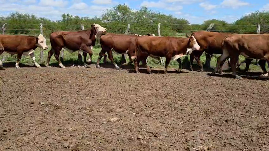 Lote 62 Novillos en Corrientes, Curuzú-Cuatiá