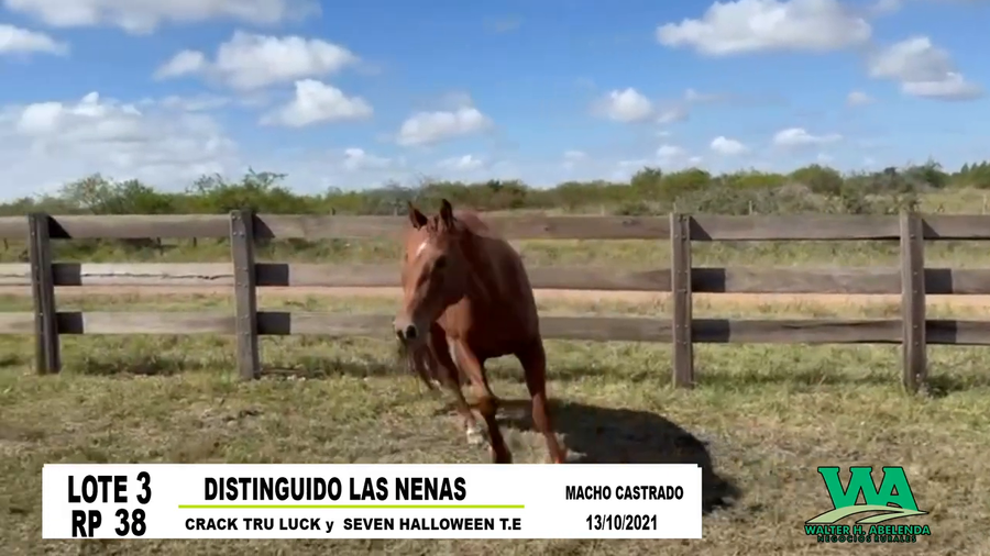 Lote DISTINGUIDO LAS NENAS