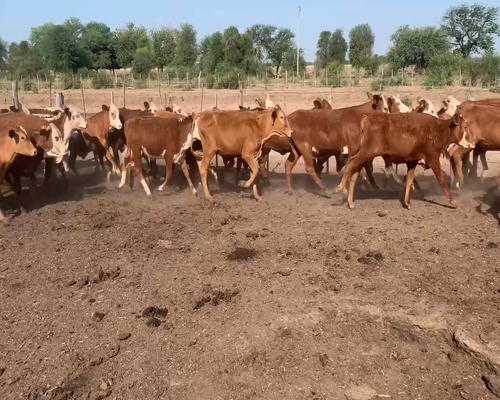 Lote 110 Terneros/as en Pampa del Infierno, Chaco