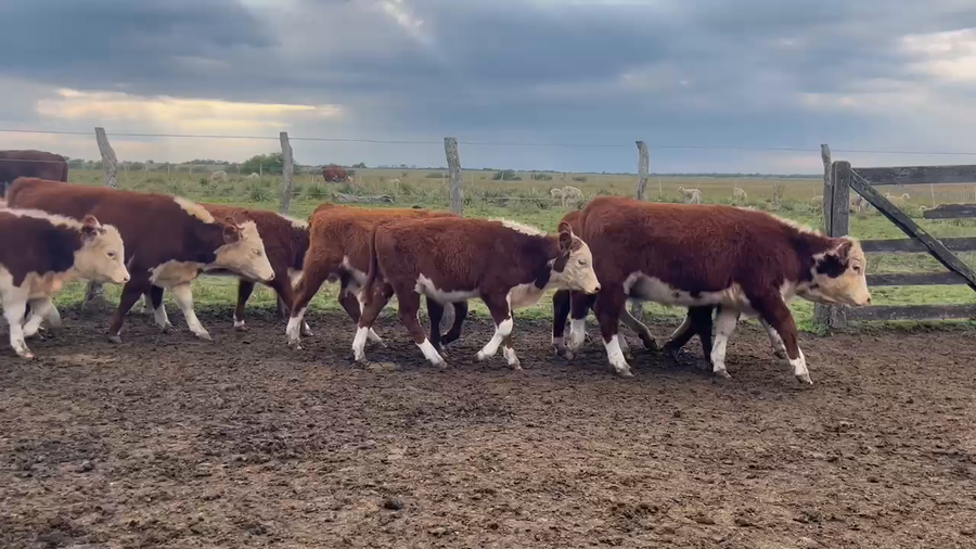 Lote 68 Terneros/as en Corrientes, Curuzú-Cuatiá